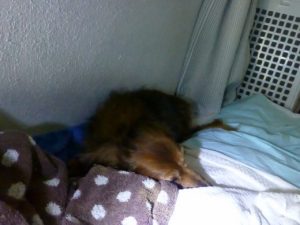 p1170754-%e3%82%b3%e3%83%94%e3%83%bc