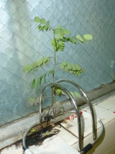 p1170763-%e3%82%b3%e3%83%94%e3%83%bc