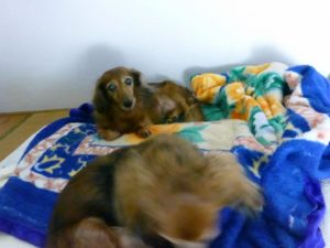 p1170781-%e3%82%b3%e3%83%94%e3%83%bc