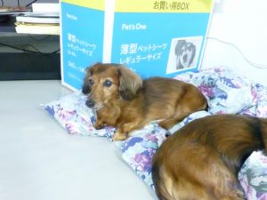 p1170789-%e3%82%b3%e3%83%94%e3%83%bc