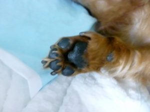 p1170804-%e3%82%b3%e3%83%94%e3%83%bc